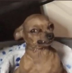 Disgusted Chihuahua Meme Template