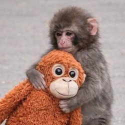 punch monkey Meme Template