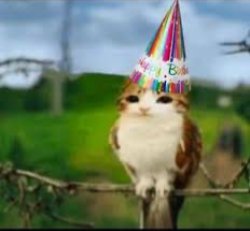birthday Meowl (February of My birthday) Meme Template