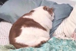 Chonky cat laying down Meme Template