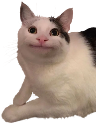 Polite Cat Meme Template