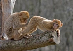 monkey butt Meme Template