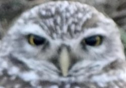 Burrowing Owl of Judgment Meme Template