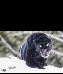 Panther Meme Template