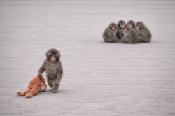 Punch taking his monkey and going home Meme Template