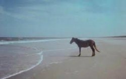 Horse at beach Meme Template