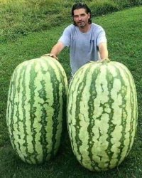 guy with 2 enormous watermelons Meme Template
