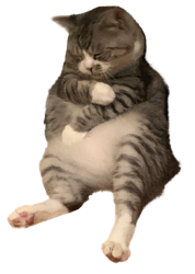 Sleepy Cat Meme Template