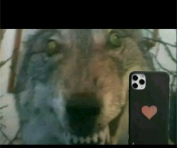 Cackling Wolf with Phone Meme Template