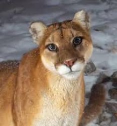 Gentleman Jack Meme Template