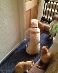 Chrisjoines1 Meme Template