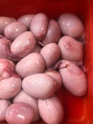 Lamb Testicles Meme Template