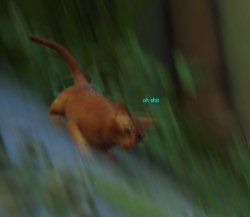 stray cat falls Meme Template