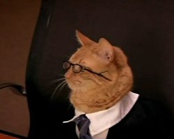 Gatobogado Meme Template