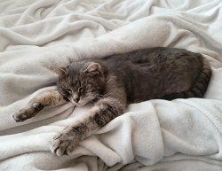 TIRED SAD CAT Meme Template