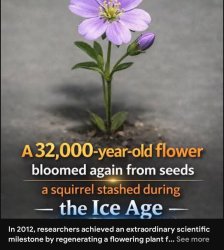 Ice age squirrel Meme Template