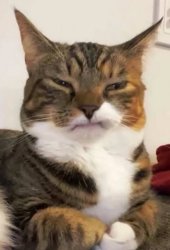 business cat Meme Template