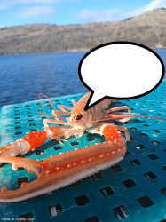 Speech bubble prawn Meme Template
