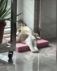 fml cat Meme Template