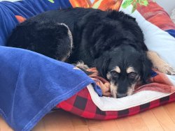 Angry dog Meme Template