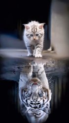 Small Cat, Big Tiger Meme Template