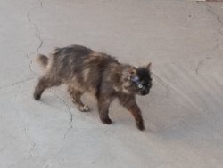 walking_cat Meme Template