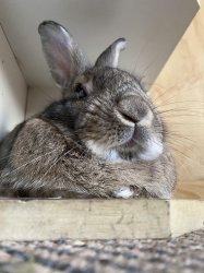 lawn clipping bunny Meme Template