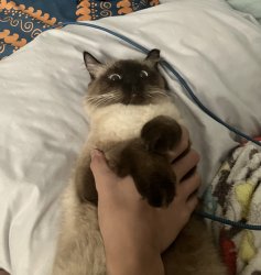 Traumatized Siamese Cat Meme Template