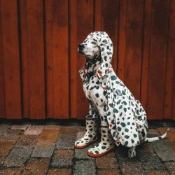 Dalmatian dog dressed dalmatian Meme Template