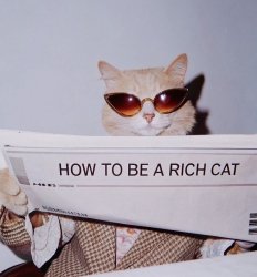 rich cat Meme Template