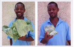 Disappointed Cabbage Man Meme Template