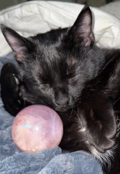 Psychic cat Meme Template