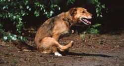 Mexican food dog Meme Template