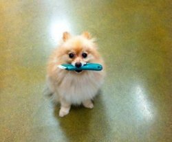 pommeranian dog knife Meme Template