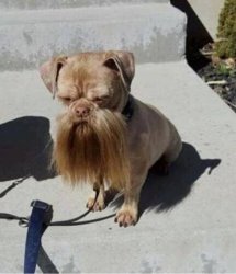 beard dog Meme Template