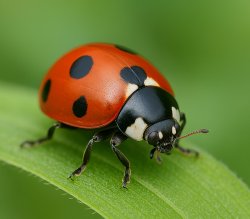 Ladybug Meme Template