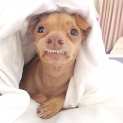 Tuna the dog Meme Template