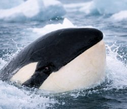 Side eye Orca Meme Template