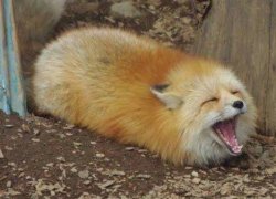 Fox screaming Meme Template