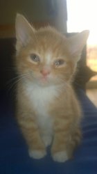 high cat Meme Template