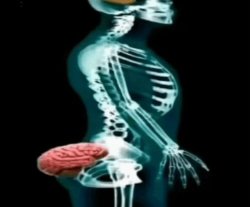 Butt brain Meme Template