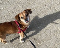 Biszkopt Meme Template