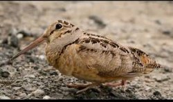 meep bird Meme Template