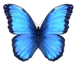 Blue Butterfly Meme Template