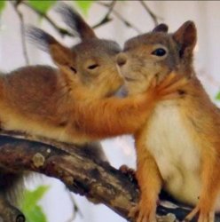 Squirrel love Meme Template