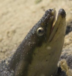 COCAINE EELS Meme Template