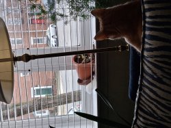 Phineas_"I do what I want!" Meme Template