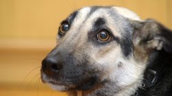 scared dog Meme Template