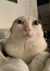 chinese cat judges you Meme Template