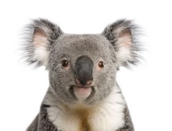 Koala Meme Template